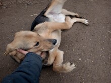 TASHA, Hund, Mischlingshund in Rumänien - Bild 23