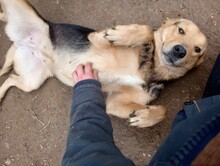 TASHA, Hund, Mischlingshund in Rumänien - Bild 24