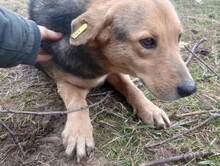 TASHA, Hund, Mischlingshund in Rumänien - Bild 25