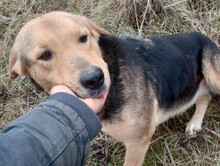 TASHA, Hund, Mischlingshund in Rumänien - Bild 26