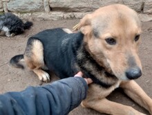 TASHA, Hund, Mischlingshund in Rumänien - Bild 27
