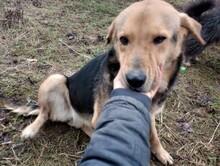 TASHA, Hund, Mischlingshund in Rumänien - Bild 28