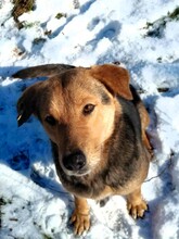 TASHA, Hund, Mischlingshund in Rumänien - Bild 3