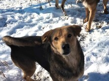 TASHA, Hund, Mischlingshund in Rumänien - Bild 5