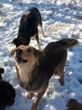 TASHA, Hund, Mischlingshund in Rumänien - Bild 6