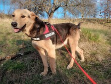 TASHA, Hund, Mischlingshund in Rumänien - Bild 7