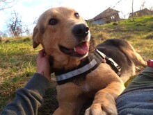 TASHA, Hund, Mischlingshund in Rumänien - Bild 9