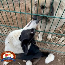 ZELDA, Hund, Russische Laika in Schwielowsee - Bild 2