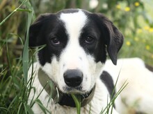 FIDIA, Hund, Mischlingshund in Italien - Bild 1