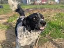 FONZI, Hund, Mischlingshund in Italien - Bild 10