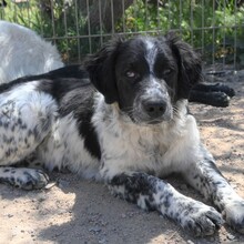 FONZI, Hund, Mischlingshund in Italien - Bild 4