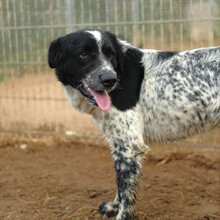 FONZI, Hund, Mischlingshund in Italien - Bild 5