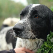 FONZI, Hund, Mischlingshund in Italien - Bild 6