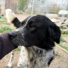 FONZI, Hund, Mischlingshund in Italien - Bild 7