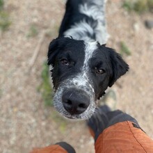 FONZI, Hund, Mischlingshund in Italien - Bild 8