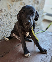 OLIVER, Hund, Mischlingshund in Portugal - Bild 10