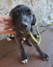 OLIVER, Hund, Mischlingshund in Portugal - Bild 11