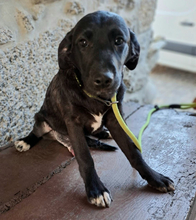 OLIVER, Hund, Mischlingshund in Portugal - Bild 6