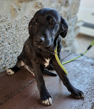 OLIVER, Hund, Mischlingshund in Portugal - Bild 7