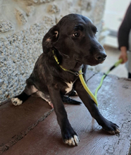 OLIVER, Hund, Mischlingshund in Portugal - Bild 8