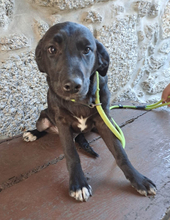 OLIVER, Hund, Mischlingshund in Portugal - Bild 9
