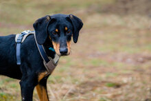 RADA, Hund, Mischlingshund in Bulgarien - Bild 2