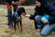 RADA, Hund, Mischlingshund in Bulgarien - Bild 4