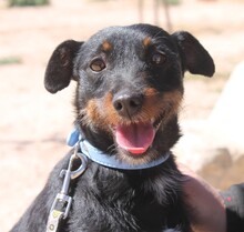 LUNA, Hund, Terrier-Mix in Möttingen