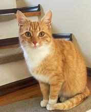 MALOU, Katze, Hauskatze in Bochum