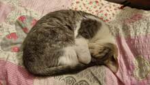BETTY, Katze, Siam Mix in Elmshorn