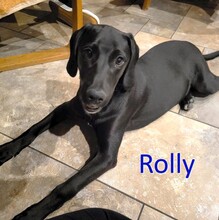 ROLLY, Hund, Mischlingshund in Geseke - Bild 1