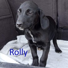 ROLLY, Hund, Mischlingshund in Geseke - Bild 2
