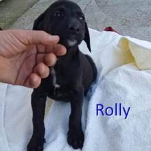 ROLLY, Hund, Mischlingshund in Geseke - Bild 3