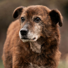 WHISKEY, Hund, Mischlingshund in Wiesbaden - Bild 1