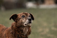 WHISKEY, Hund, Mischlingshund in Wiesbaden - Bild 10