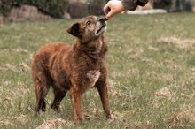 WHISKEY, Hund, Mischlingshund in Wiesbaden - Bild 11