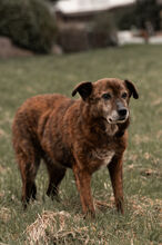 WHISKEY, Hund, Mischlingshund in Wiesbaden - Bild 12