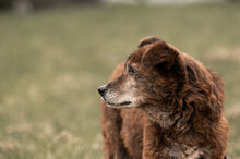 WHISKEY, Hund, Mischlingshund in Wiesbaden - Bild 13