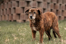 WHISKEY, Hund, Mischlingshund in Wiesbaden - Bild 14