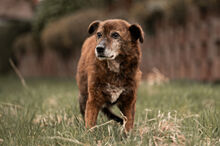 WHISKEY, Hund, Mischlingshund in Wiesbaden - Bild 2