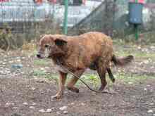 WHISKEY, Hund, Mischlingshund in Wiesbaden - Bild 23