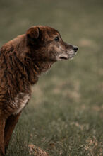 WHISKEY, Hund, Mischlingshund in Wiesbaden - Bild 3
