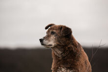 WHISKEY, Hund, Mischlingshund in Wiesbaden - Bild 4