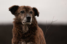 WHISKEY, Hund, Mischlingshund in Wiesbaden - Bild 5