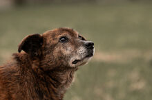 WHISKEY, Hund, Mischlingshund in Wiesbaden - Bild 6