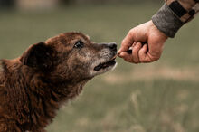 WHISKEY, Hund, Mischlingshund in Wiesbaden - Bild 7