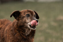 WHISKEY, Hund, Mischlingshund in Wiesbaden - Bild 8