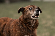 WHISKEY, Hund, Mischlingshund in Wiesbaden - Bild 9