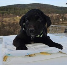 MEMO, Hund, Mischlingshund in Bosnien und Herzegowina - Bild 4