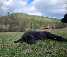 MEMO, Hund, Mischlingshund in Bosnien und Herzegowina - Bild 5